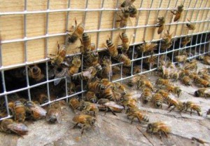 Пчёлы и улей
