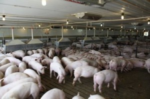Свинарник на ферме